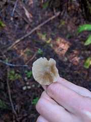 Entoloma cetratum