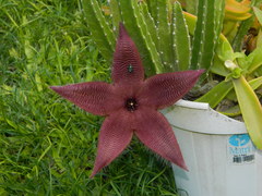 Stapelia grandiflora