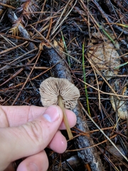 Entoloma cetratum