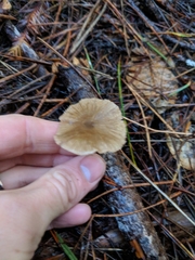 Entoloma cetratum