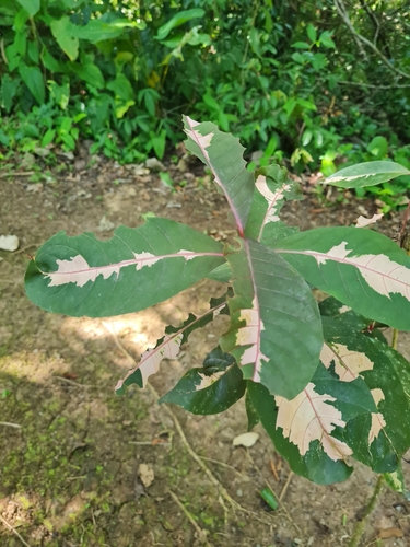 Image of Graptophyllum pictum by (c) Anthony Batista, some rights reserved (CC BY)
