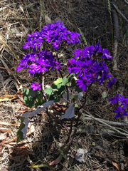 Pericallis × hybrida