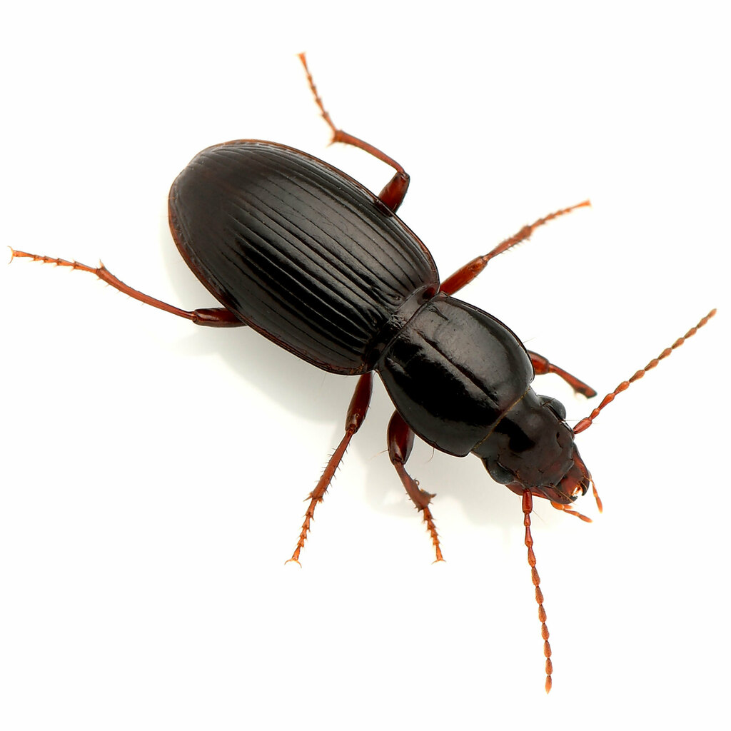 Pterostichus pumilus