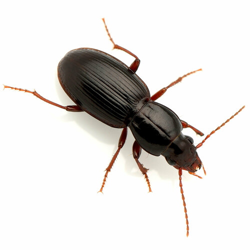 Pterostichus pumilus