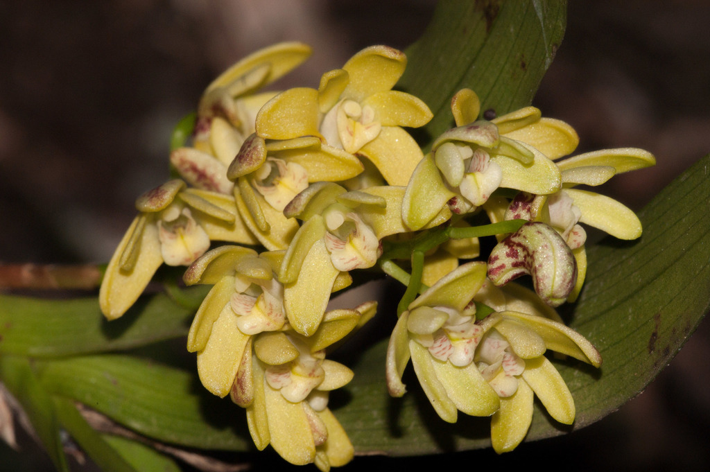 Dendrobium gracilicaule F.Muell.