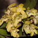 Dendrobium gracilicaule - Photo (c) Rolf Lawrenz, μερικά δικαιώματα διατηρούνται (CC BY), uploaded by Rolf Lawrenz