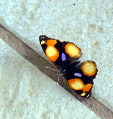 Junonia hierta cebrene