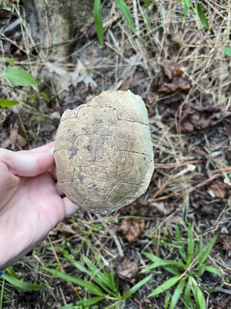 Eastern Box Turtle In October 2023 By Matthew · Inaturalist