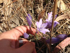 Triteleia laxa