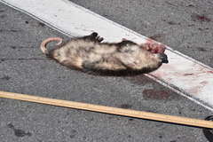 Didelphis virginiana