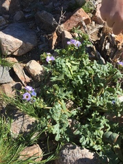 Phacelia fremontii