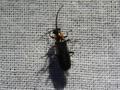 Rhagonycha lineola