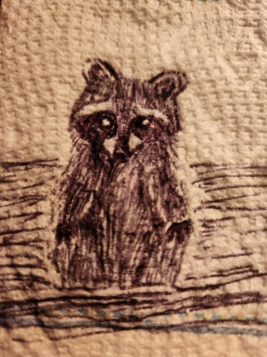 Common Raccoon photographed in Kentucky