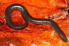 Amphiuma tridactylum
