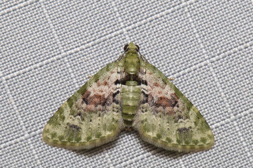 Chloroclystis semiscripta