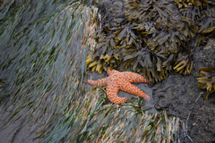 Phyllospadix scouleri