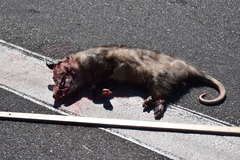 Didelphis virginiana