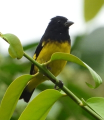 Spinus xanthogastrus