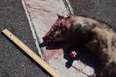 Didelphis virginiana