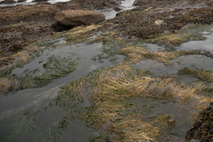 Phyllospadix scouleri