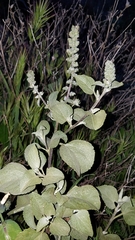 Ambrosia chenopodiifolia