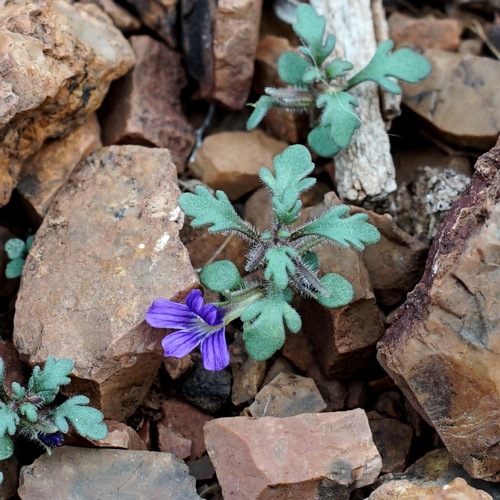Image of Schistophragma intermedium by (c) Andrew Tree, some rights reserved (CC BY)