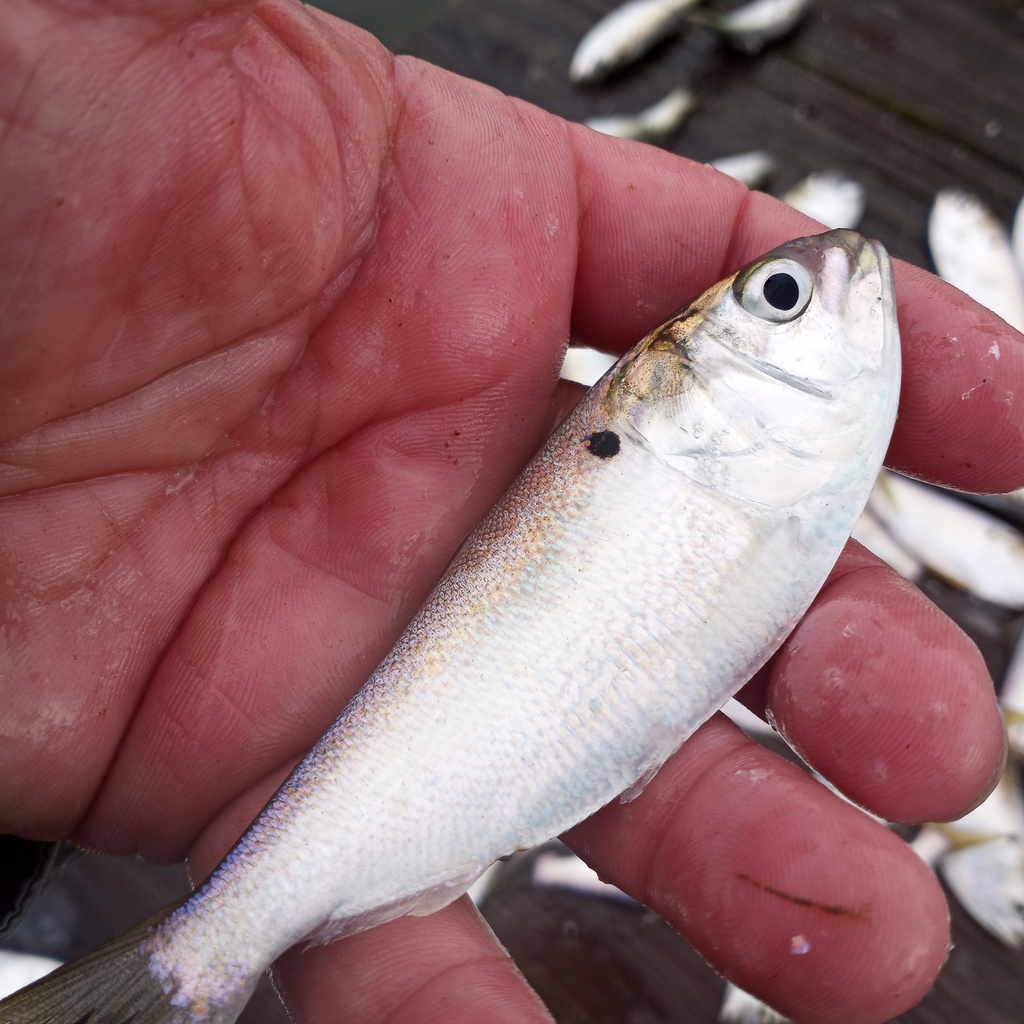 Atlantic Menhaden from Kent County, MD, USA on October 7, 2023 at 01:34 ...