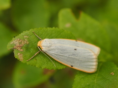 Cybosia mesomella