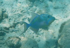 Balistes vetula