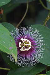 Passiflora
