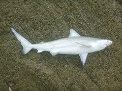 Carcharhinus sorrah