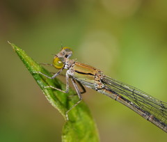 Pseudagrion aureofrons