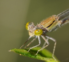 Pseudagrion aureofrons