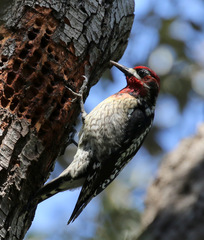 Sphyrapicus ruber × nuchalis