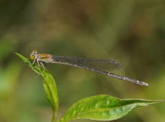 Pseudagrion aureofrons