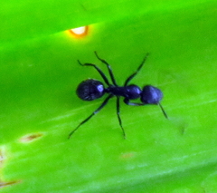 Camponotus amphidus