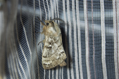 Dendrolimus superans