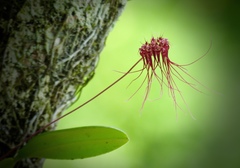 Bulbophyllum gracillimum