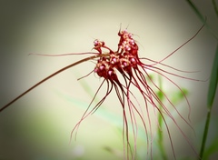 Bulbophyllum gracillimum