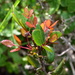 Berberis claireae - Photo (c) Joey Santore, some rights reserved (CC BY-NC), uploaded by Joey Santore