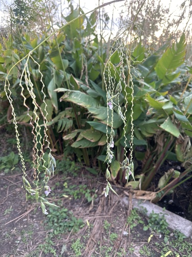 Thalia geniculata