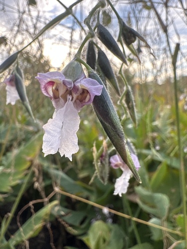 Thalia geniculata