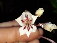 Gladiolus engysiphon