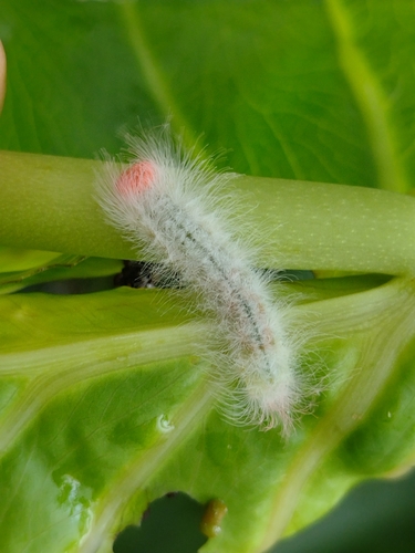ミツオシジミタテハ (Helicopis cupido) · iNaturalist