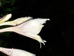 Gladiolus engysiphon