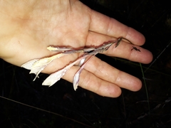 Gladiolus engysiphon