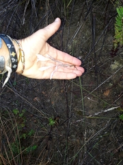 Gladiolus engysiphon