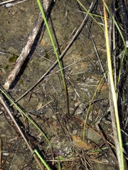 Gladiolus engysiphon