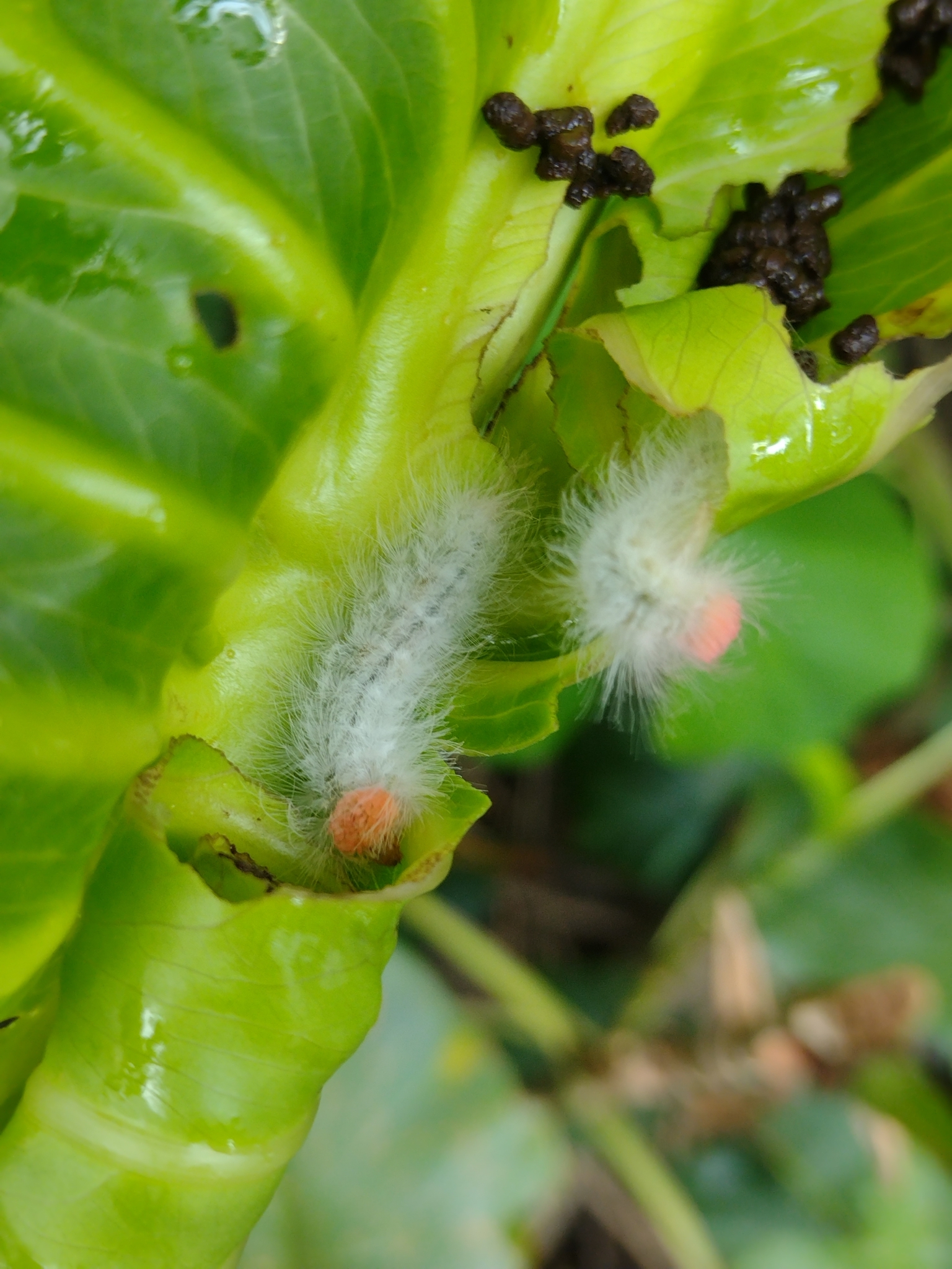 ミツオシジミタテハ (Helicopis cupido) · iNaturalist