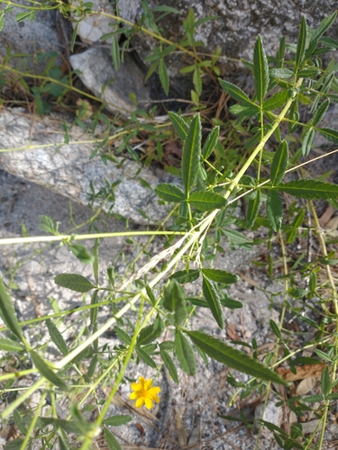 Image of Tagetes lemmonii by no rights reserved